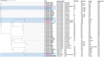 Genomic Characterization of Extensively Drug-Resistant NDM-Producing Acinetobacter baumannii Clinical Isolates With the Emergence of Novel blaADC-257